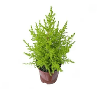Tuia Holandesa P09