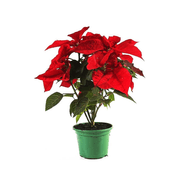 Arranjo De Poinsetia Pote 11