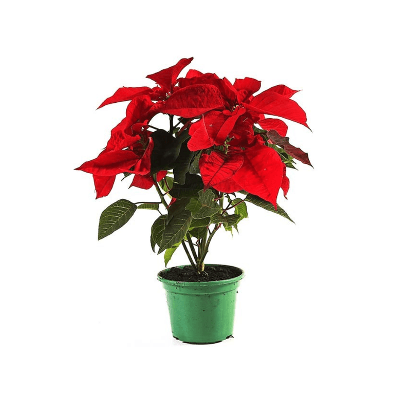 Arranjo-De-Poinsetia-Pote-11