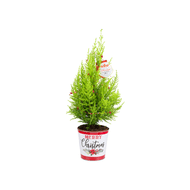 Arranjo De Tuia Holandesa Pote 14