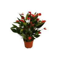Anthurium Mini Million Pote 09