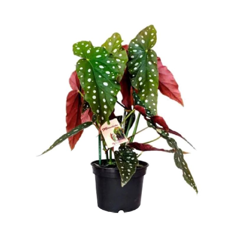 Begonia-Maculata