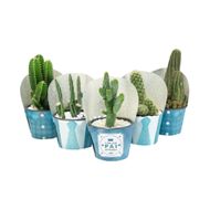 Cactus Variado Pote 11