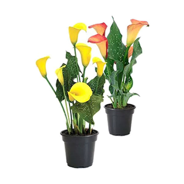 Calla-Colorida-Pote-14
