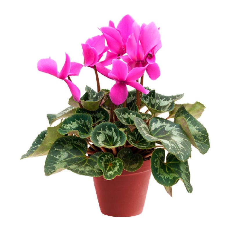 Cyclamen-Pote-14