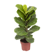 Ficus Lyrata Bambino Pote 15