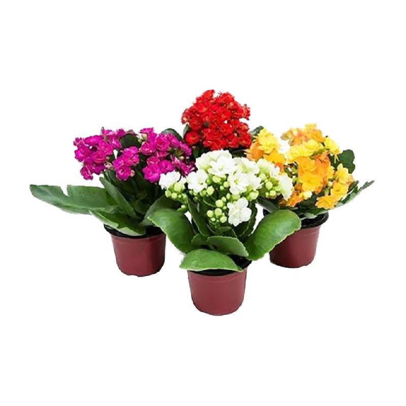 Kalanchoe-Dobrado-Pote-11
