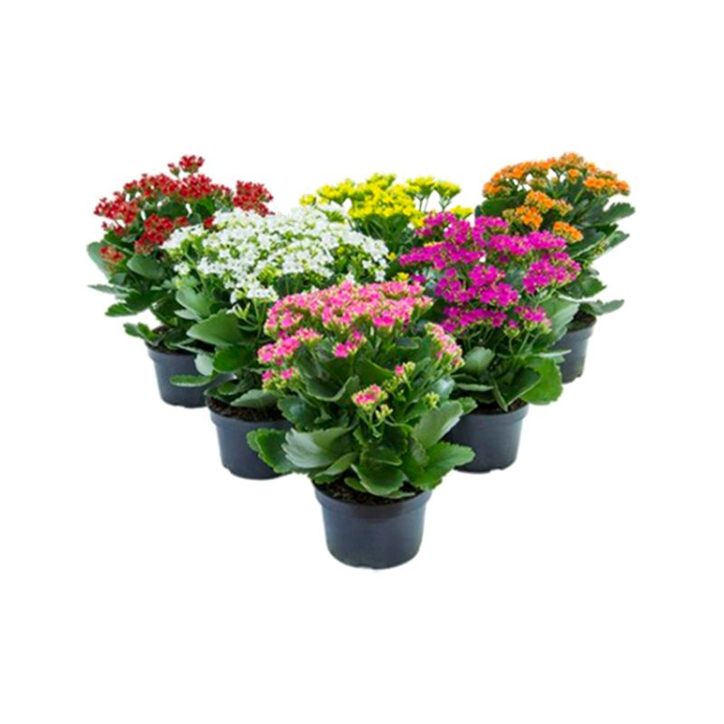 Kalanchoe-Dobrado-Pote-15