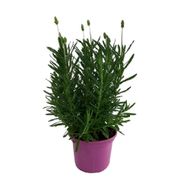 Lavandula Pote 17