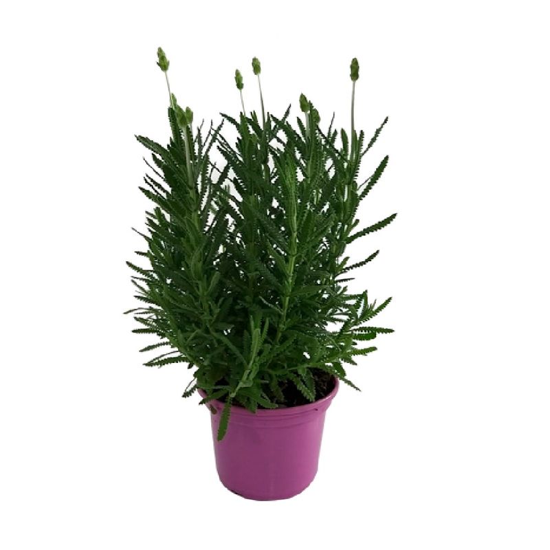 Lavandula-Pote-17