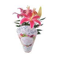 Lirio Rosa