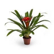 Neorogelia Variada Pote 14