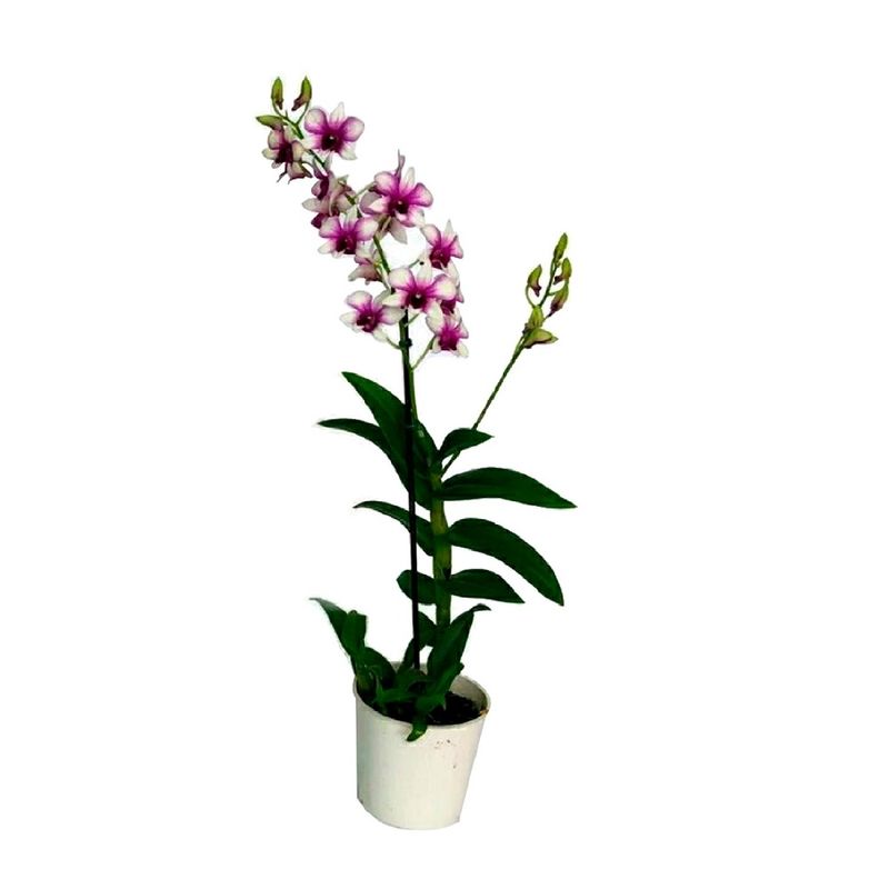 Orquidea-Denphalaen-Vaso-Pote-13