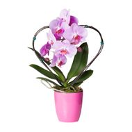 Orquidea Phalaenopsis Coração Pote 12