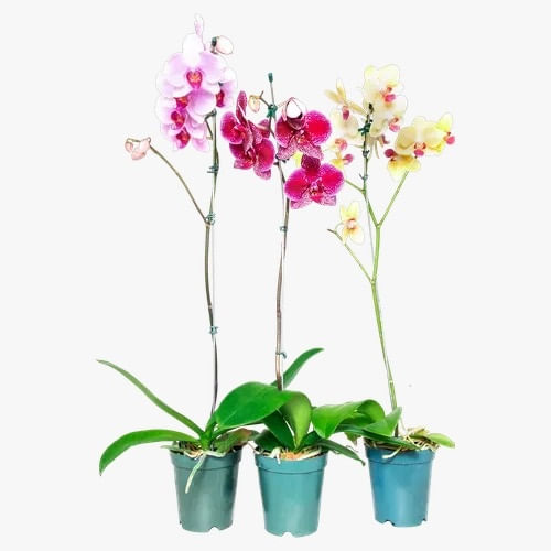 Orquidea-Phalaenopsis-Variada-Pote-12