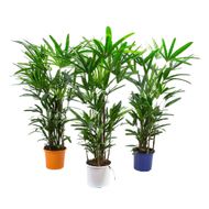 Palmeira Raphis Pote 24