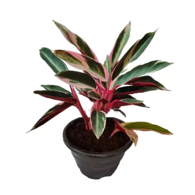 Planta-Ornamental-Variada-Pote-12