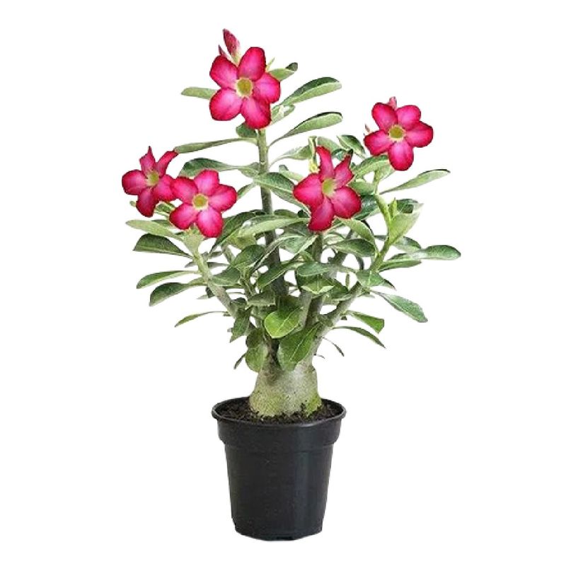 Rosa-Do-Deserto-Pote-14