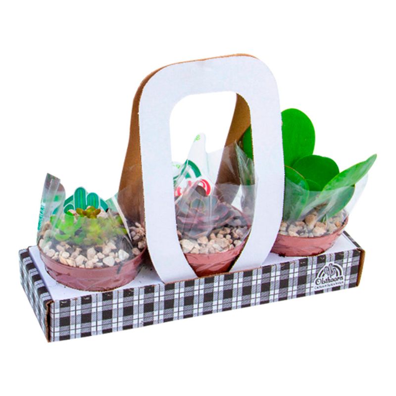 Kit-Plantas-Ornamentais-C13