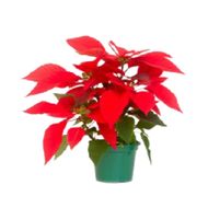 Poinsetia Vermelha Pote 06