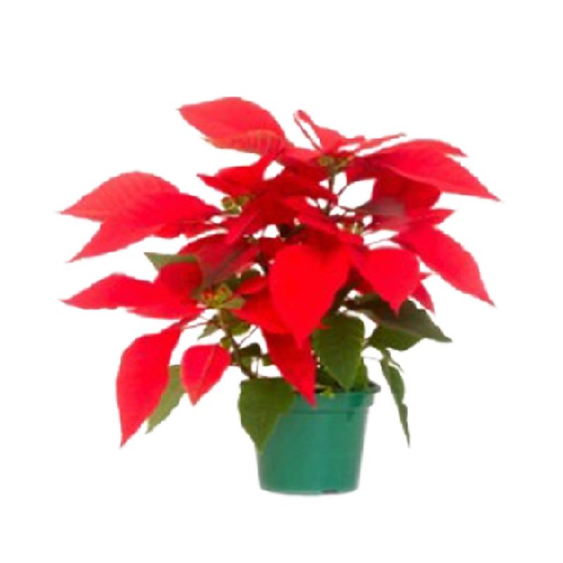 Poinsetia-Vermelha-Pote-06