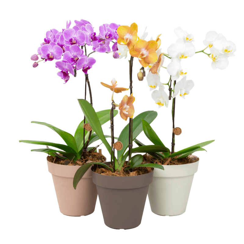 Orquidea-Phalaenopsis-Basic-P14