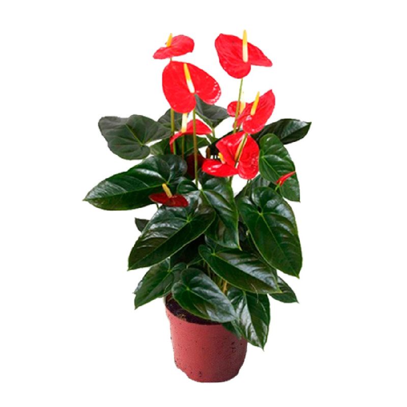 Anthurium-Delicata-Premium