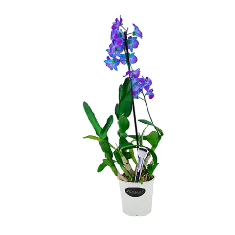Orquidea-Denphalaem-Pt12-Quadrado