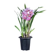 Cymbidium 1 Haste