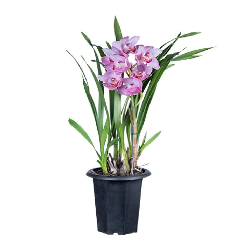 Orquidea-Cymbidium-1-Haste