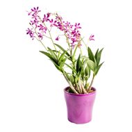Dendrobium Nobily Pote