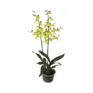 Orquidea Oncidium Aloha