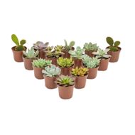 Suculenta Mini Pote 09