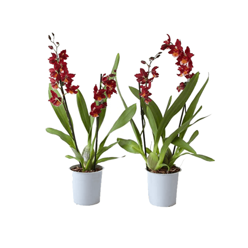 Orquidea-Sharry-Baby-Chocolate