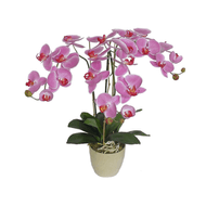Orquidea Phalaenopsis Magnific Pote 30