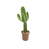 Cactus Mandacaru