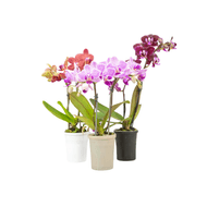 Arranjo Phalaenopsis Mini Pote 06