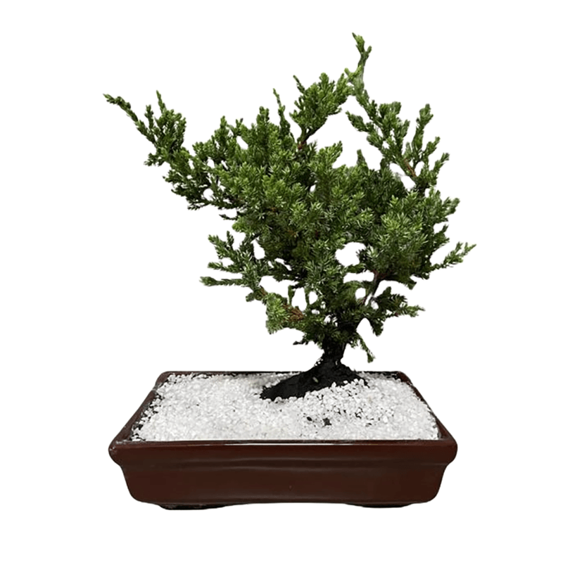 Bonsai-6-8-Anos