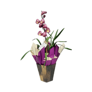 Arranjo Cymbidium 1 Haste