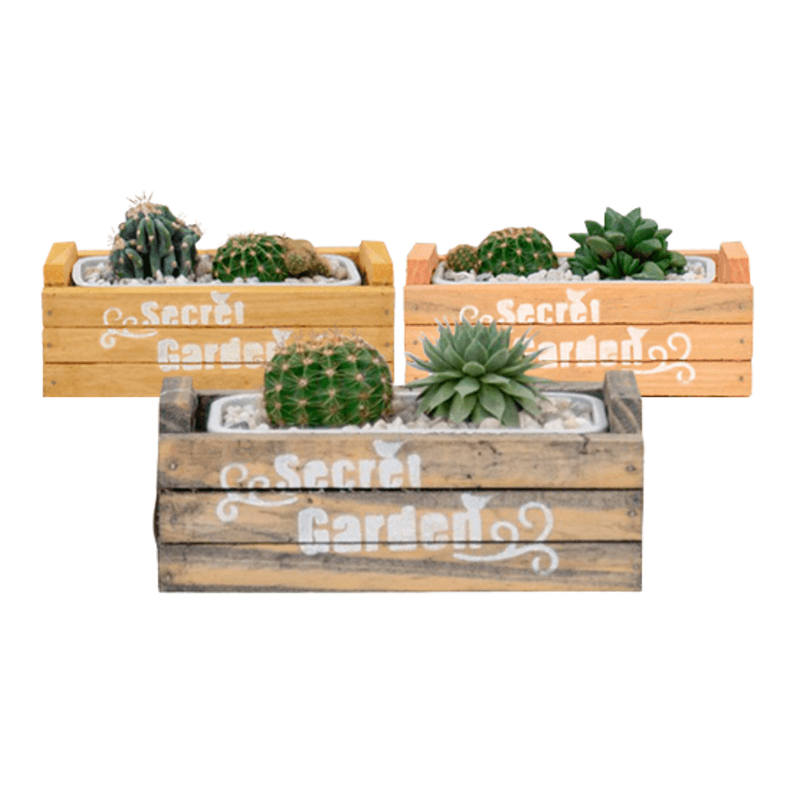 Suculenta-Jardineira-Caixote-Unidade