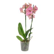 Orquídea Phalaenopsis Mix Pote 12