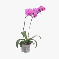 Orquidea Phalaenopsis Com 2 Hastes