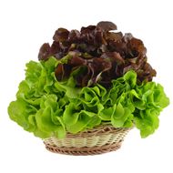 Salada De Alface Bicolor Hidropônica