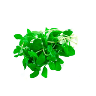Manjerona Orgânica 80 G