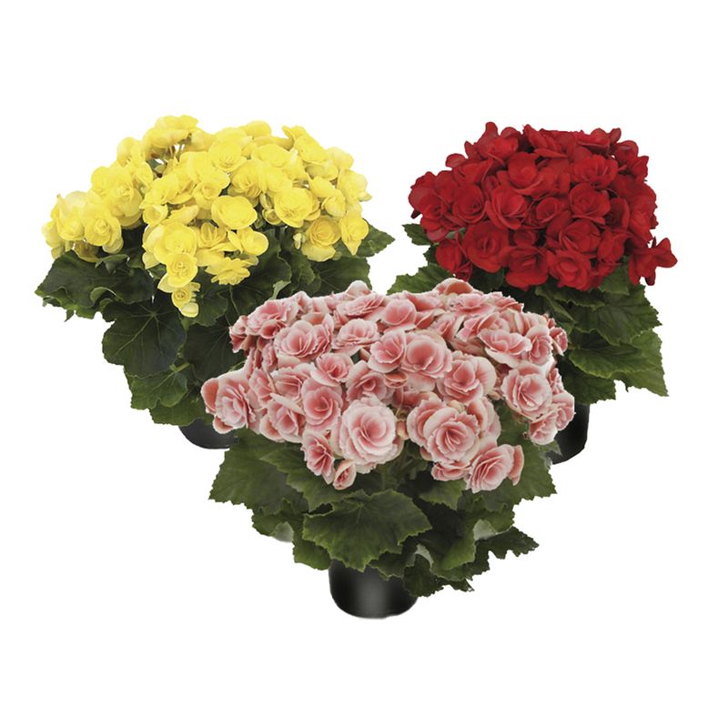 Begonia-Pt-15