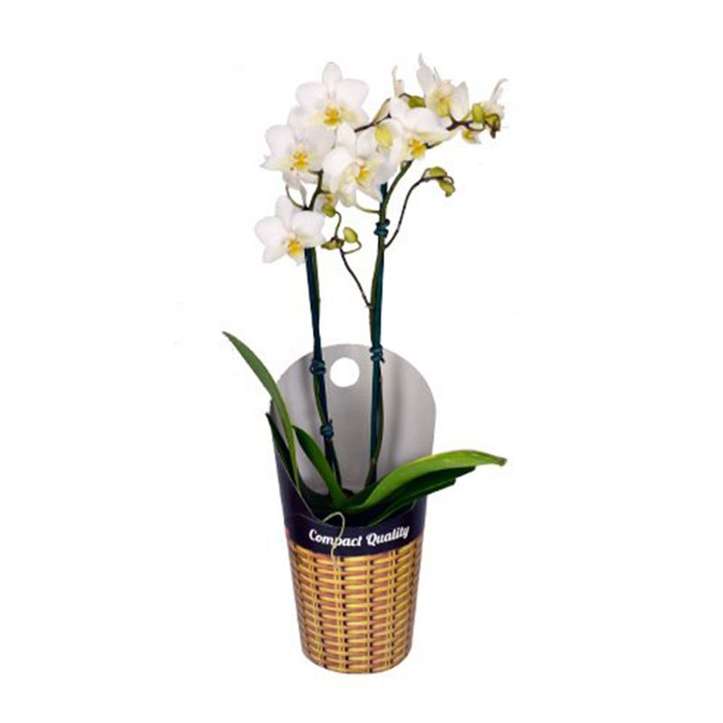 Orquidea-Phalaenopsis-Mini-Pote-09
