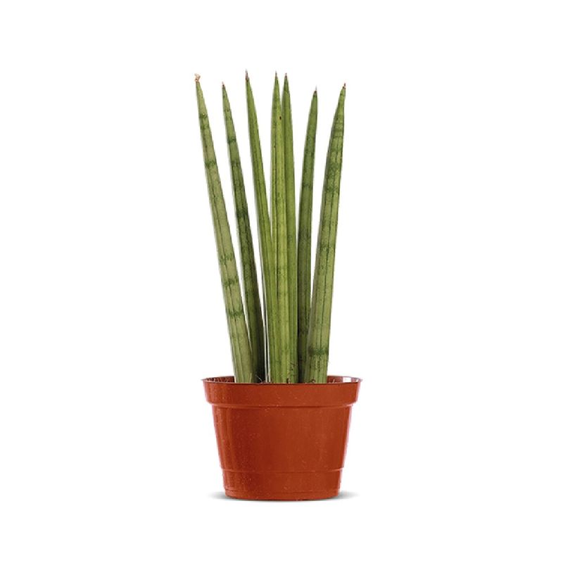 Sansevieria-Mix-Pote-12