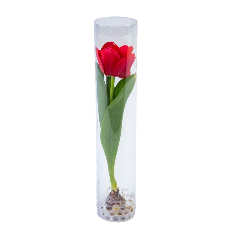 Tulipa-Bella-Tubo