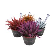 Aloe Aristata Branco Plus Pote 11
