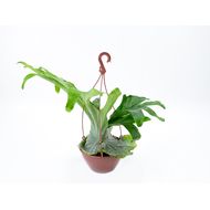Platycerium Veiling Alcicorni C21